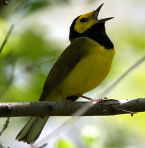 Hooded_Warbler-3.jpg