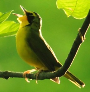 Kentucky_Warbler.jpg