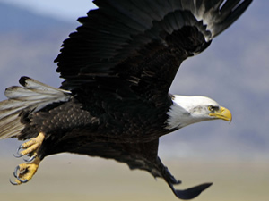 USFW_BaldEagle.jpg