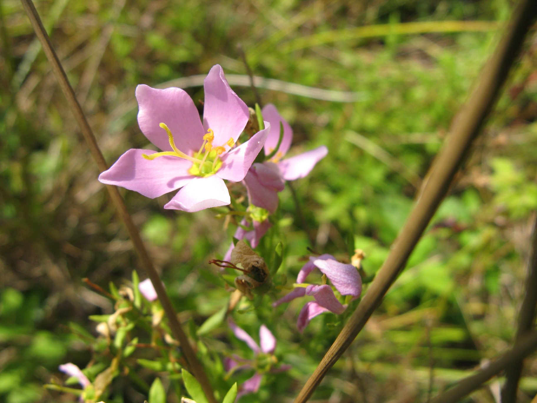 SKYV_Nina_Burghardt_Sabatia_flowerCU