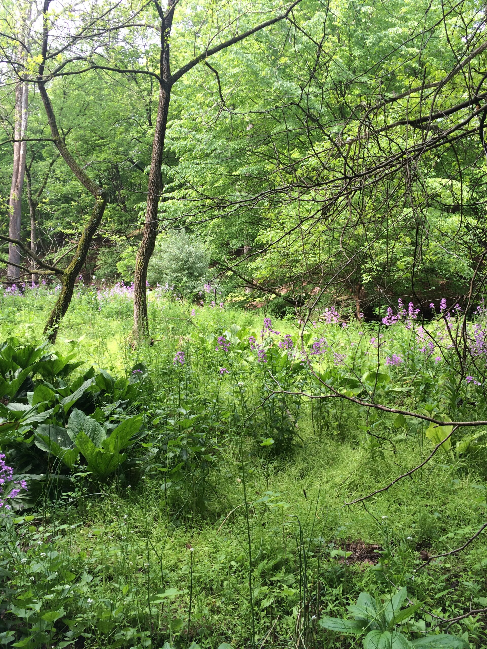 Jacobs Creek – Franz