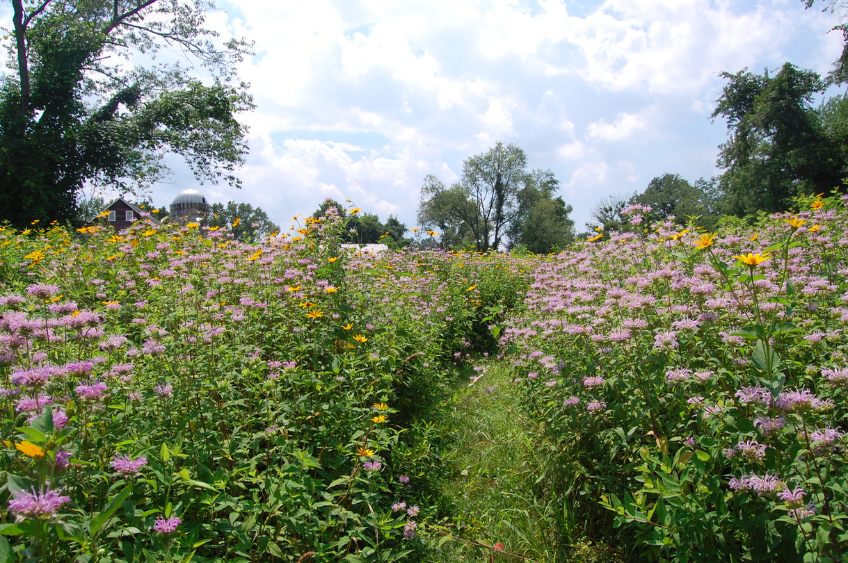 Screen Shot 2018-01-10 at 9.51.25 AM