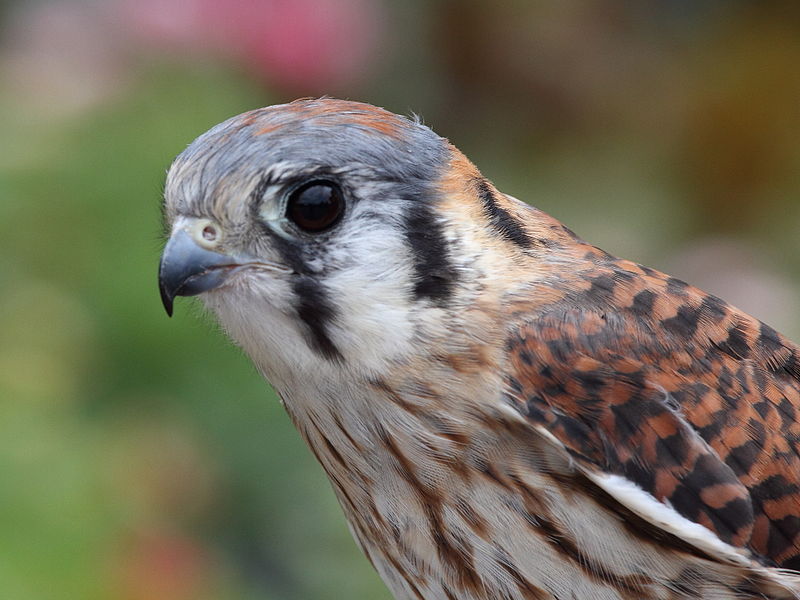 800px-Female_American_Kestrel