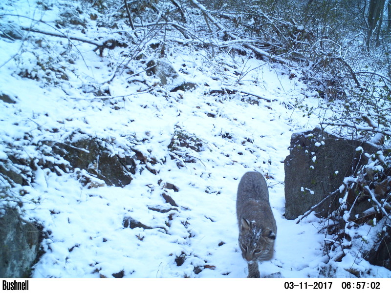 Bobcat
