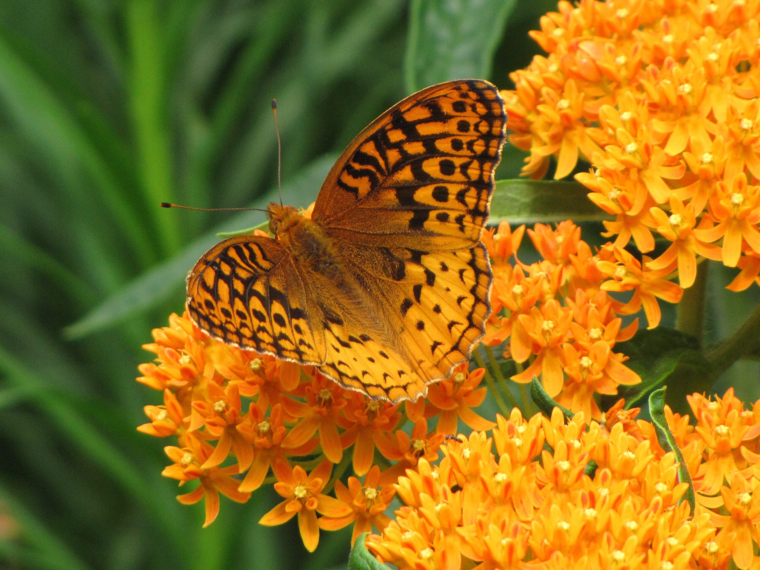Butterfly milkweed and fritillary (7)