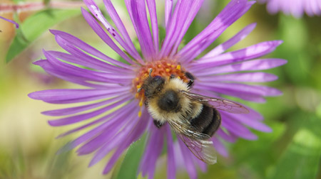 bumblebee