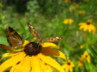 citButterfly