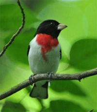 citGrosbeak