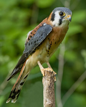 kestrel