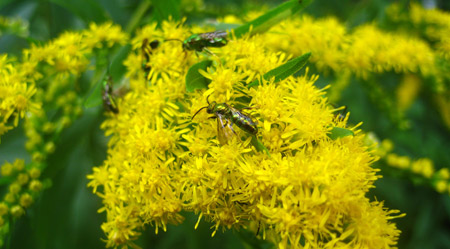 sweatbee