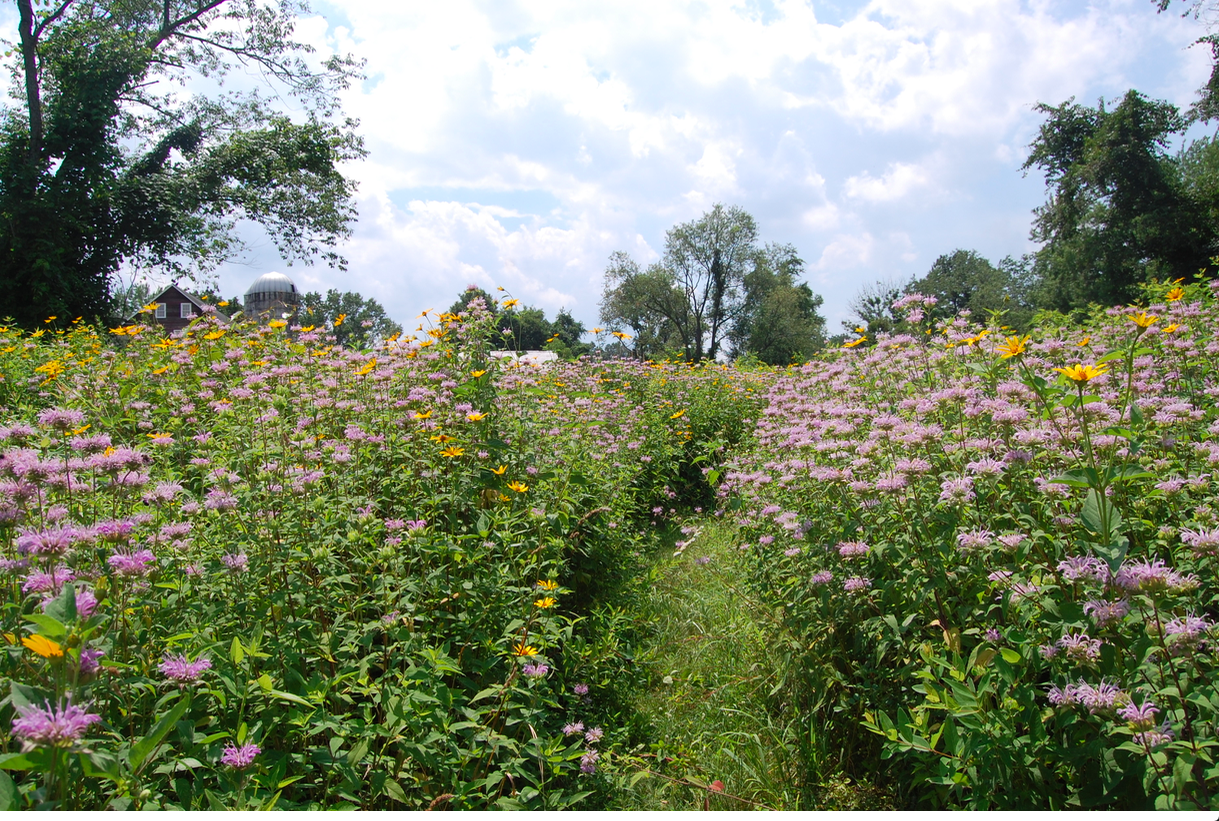 Screen-Shot-2018-01-10-at-9.51.25-AM