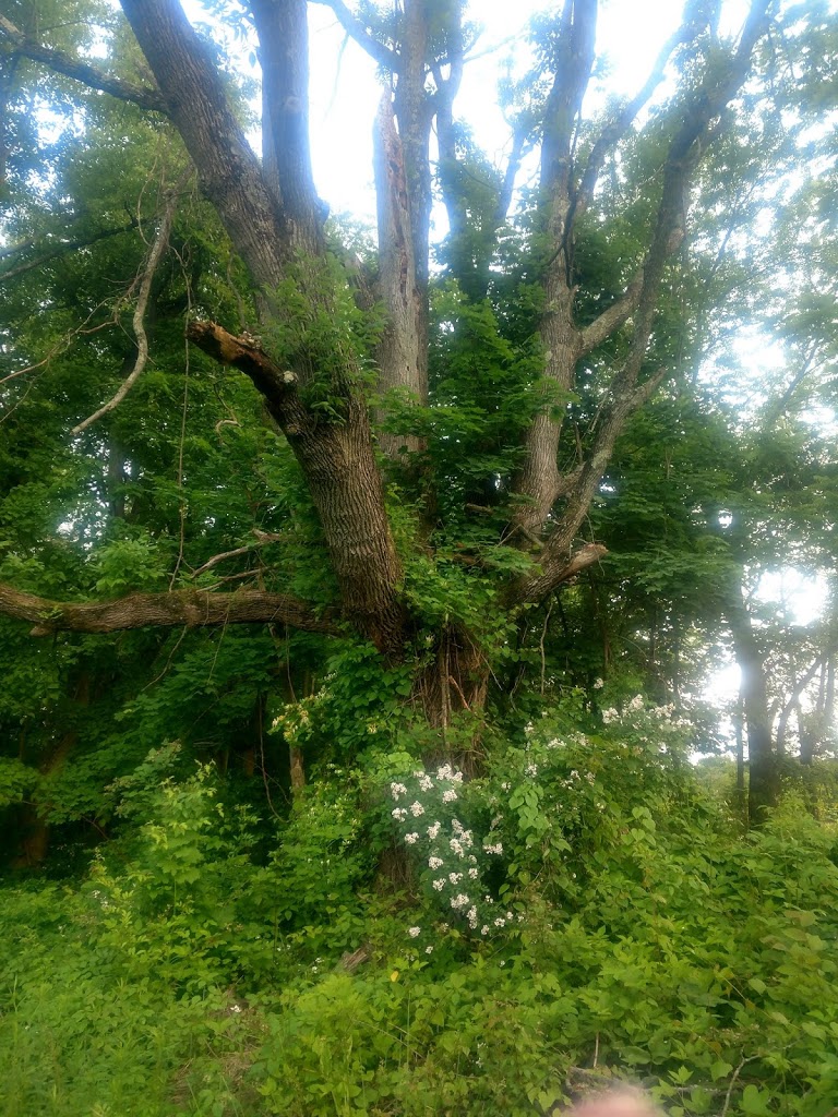 IMG_20180607_193319990_HDR.jpg