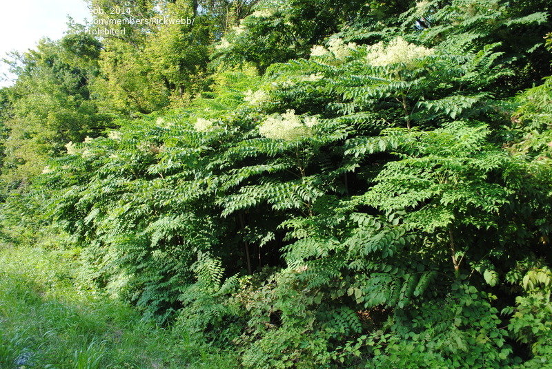 Aralia2