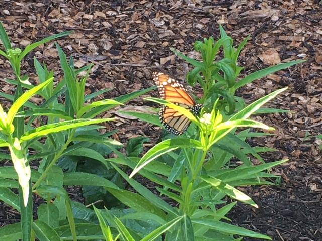 Bear Tavern Butterfly2