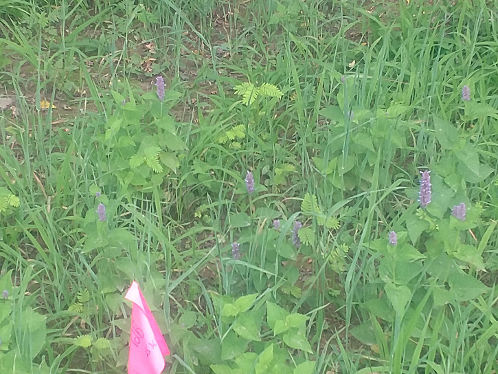 Brandon Farms Stony Brook Meadow3