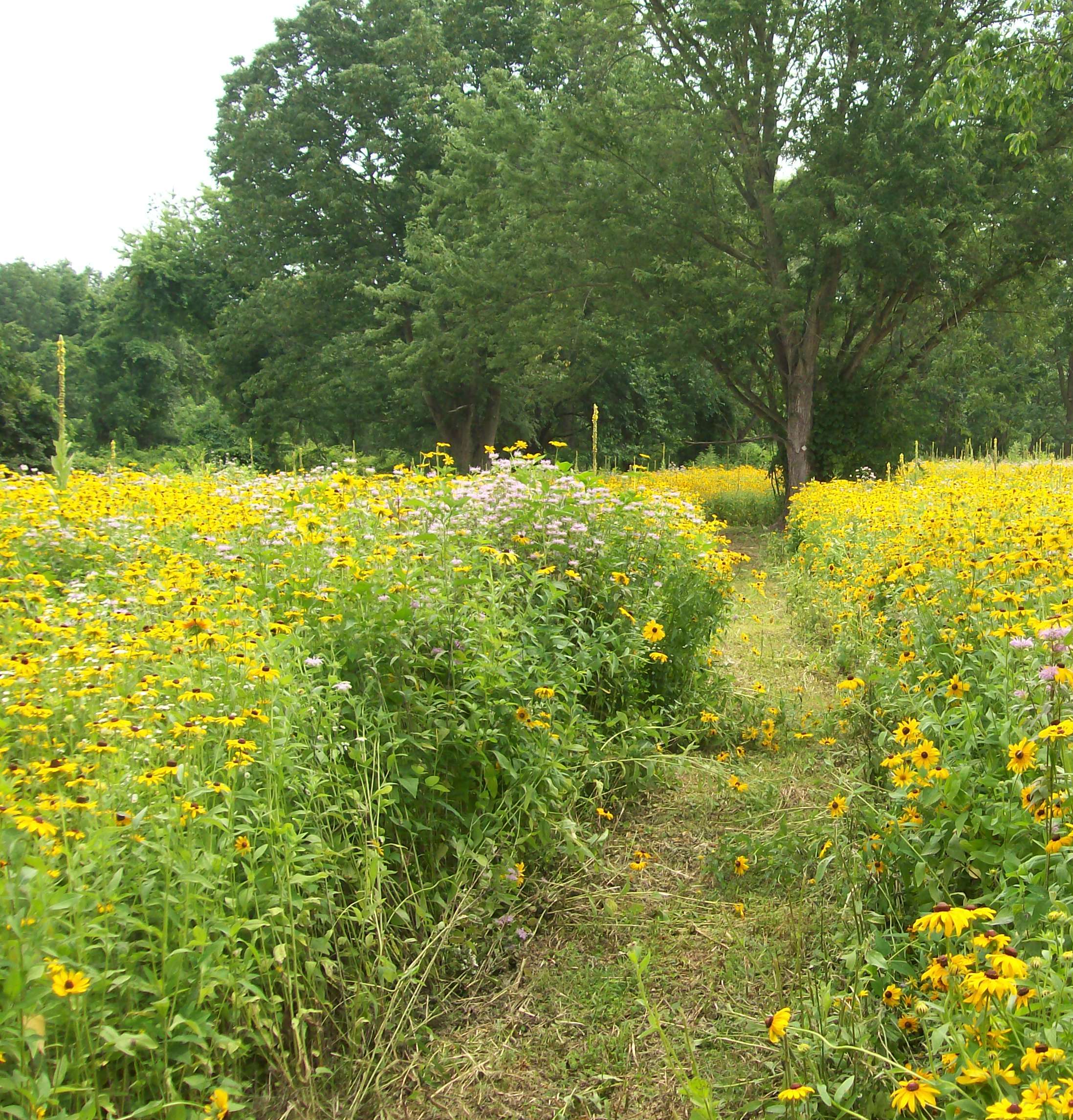 Thompson wildflowers 2-CROP PLSP Brochure
