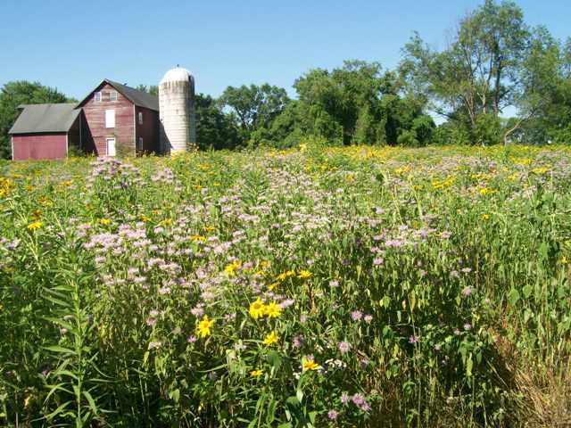 Thompson_meadow_1-web