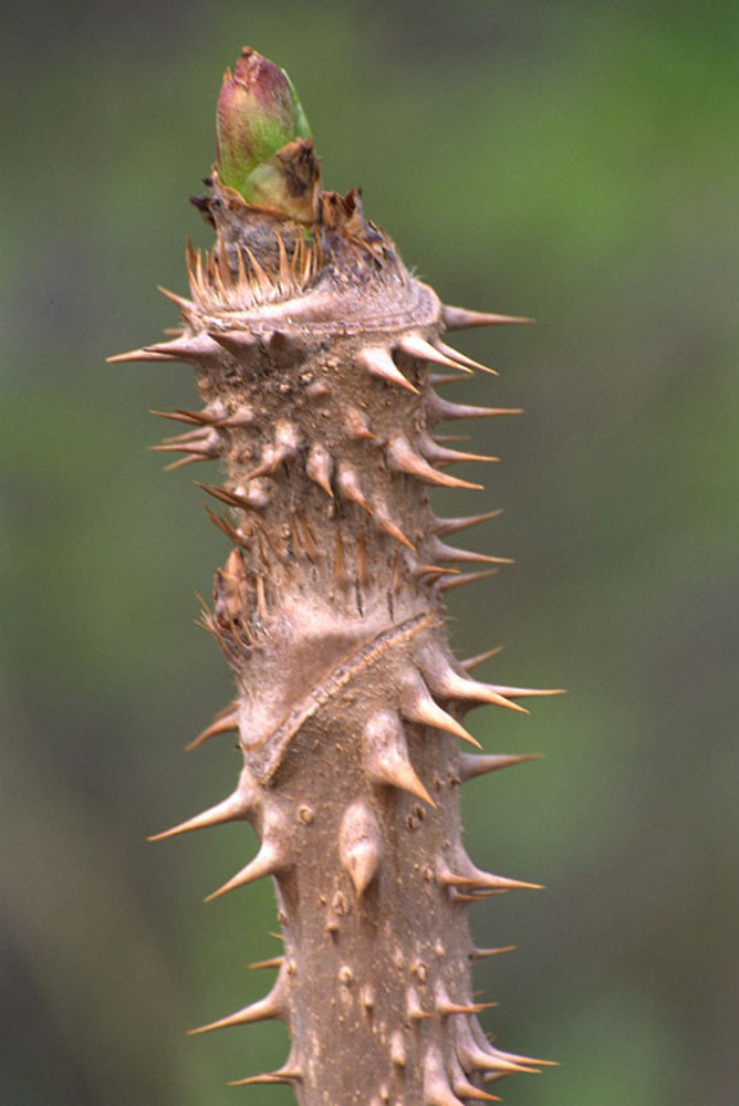 aralia-elata-wb-nick_kurzenko_Go_Botany