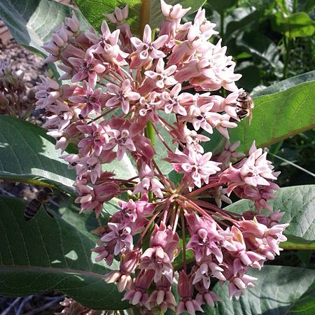 Common Milkweed
