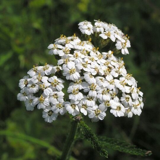 Common Yarrow
