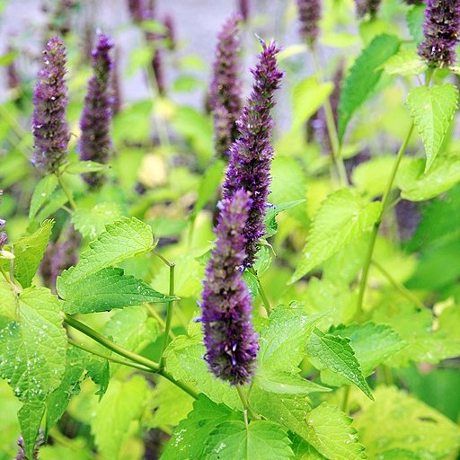 Anise Hyssop