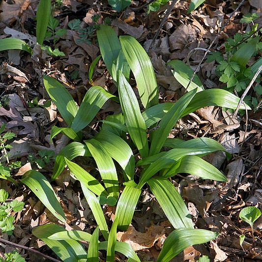 Wild Leek