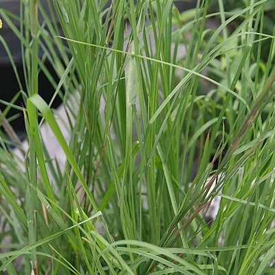 Broomsedge Bluestem