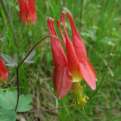 Eastern Red Columbine