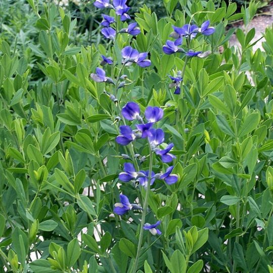Blue False Indigo