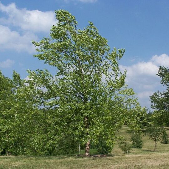 River Birch