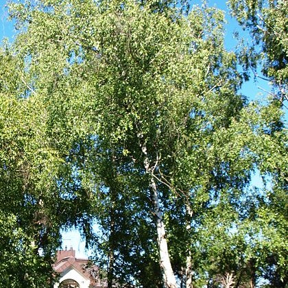 Gray Birch