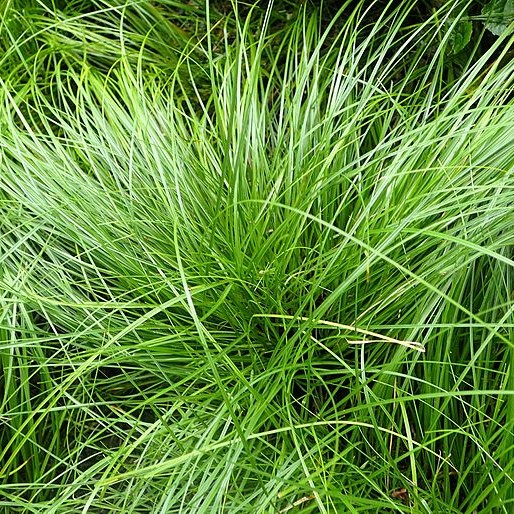 Pennsylvania Sedge