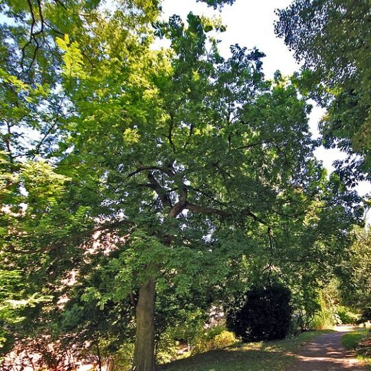 Hackberry