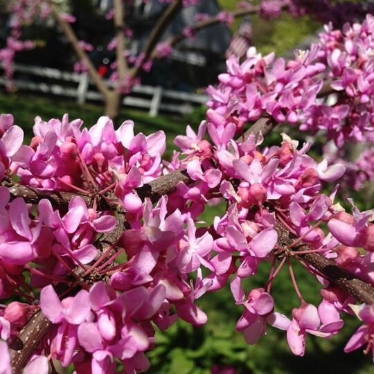 Redbud
