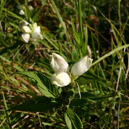 White Turtlehead