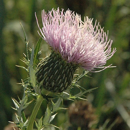 Pasture Thistle