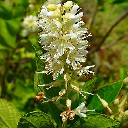 Sweet Pepperbush