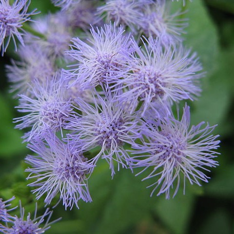 Purple Mistflower