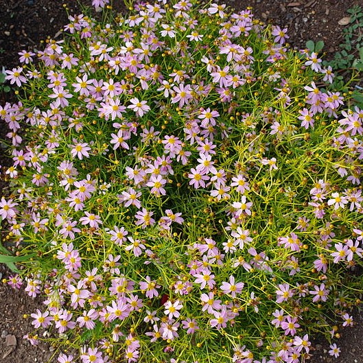 Pink Coreopsis