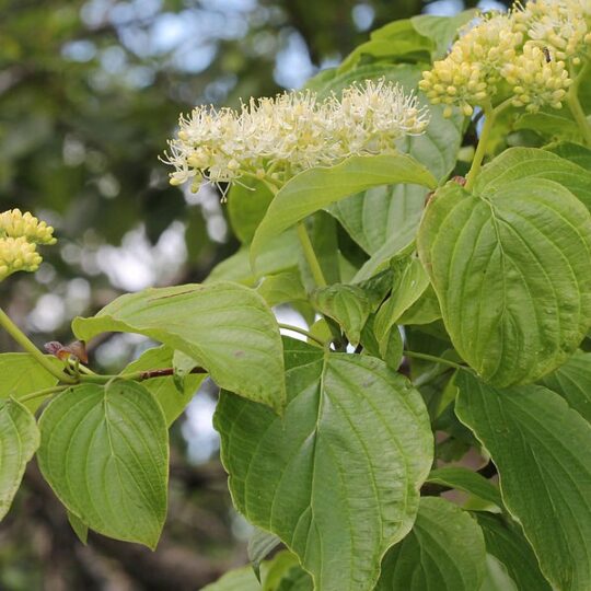 Pagoda Dogwood