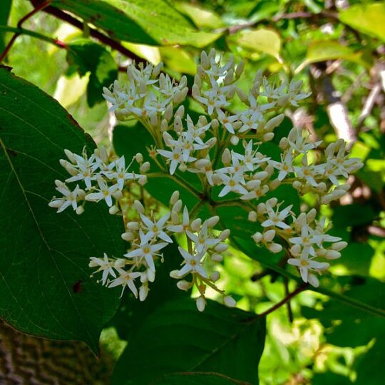 Silky Dogwood