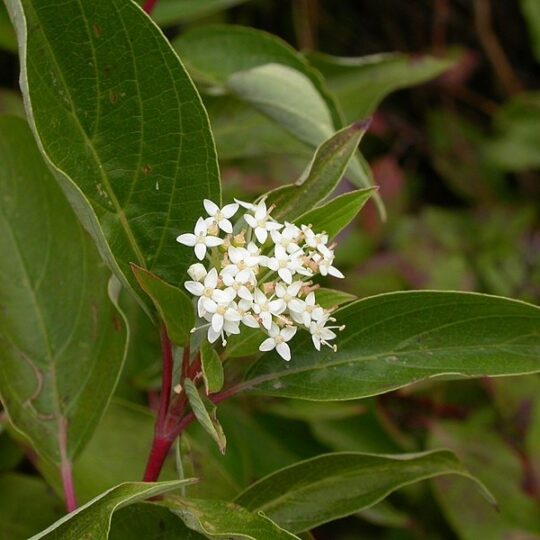 Red-osier Dogwood