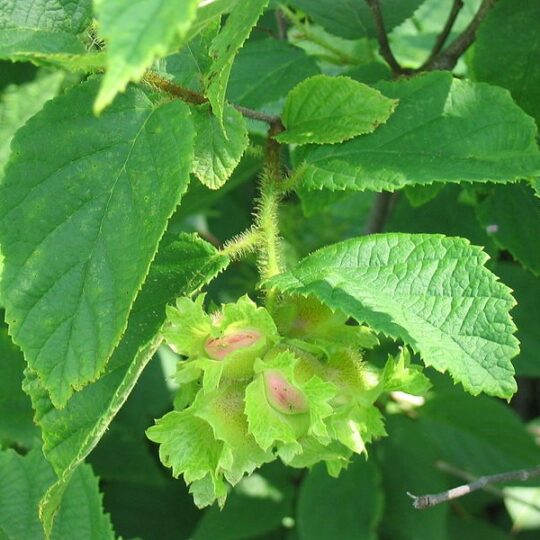American Hazelnut