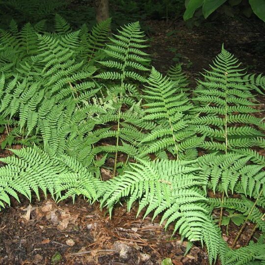 Marginal Wood Fern