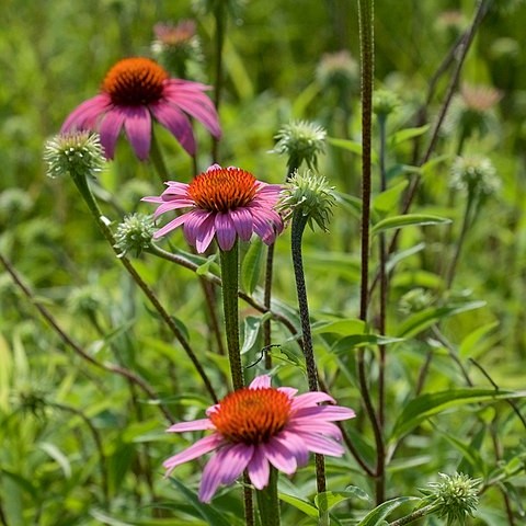 Pink Coneflower