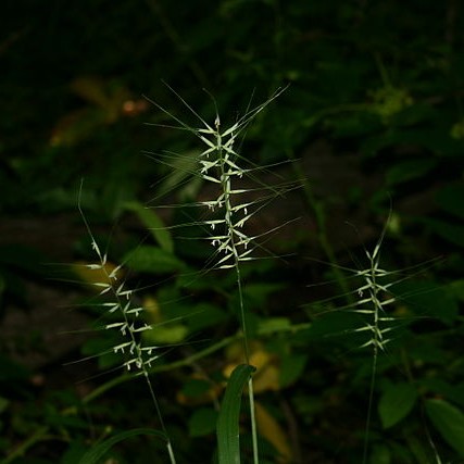 Bottlebrush Grass