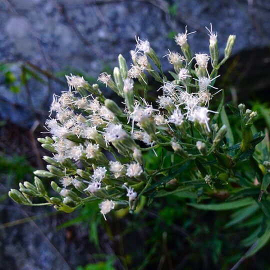 Hyssop-leaved Boneset