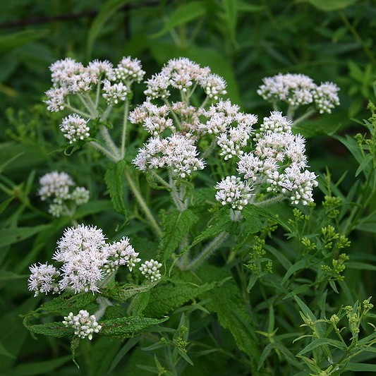 Boneset