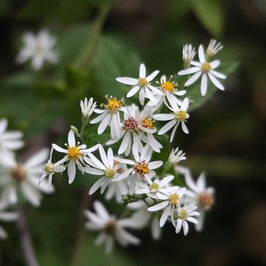 White Wood Aster