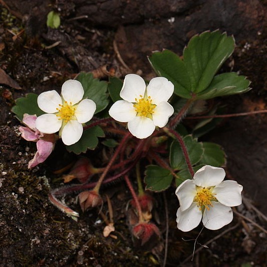 Wild Strawberry